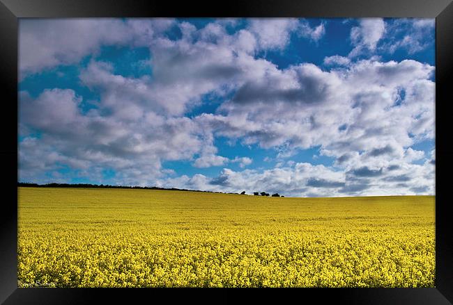 Sunrise Over A Rapeseed Field Framed Print by Kevin Browne