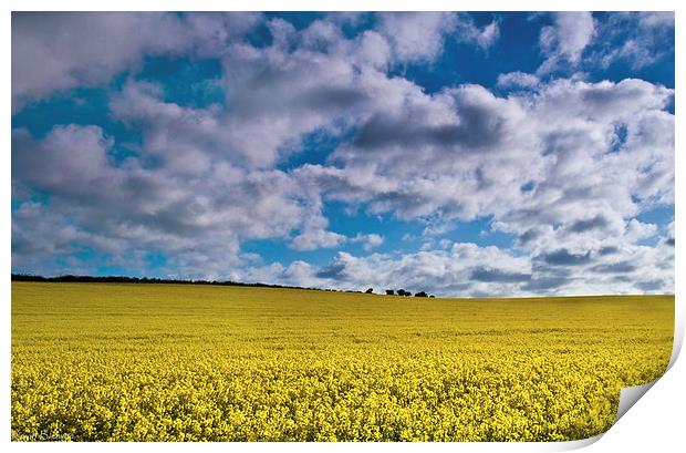 Sunrise Over A Rapeseed Field Print by Kevin Browne