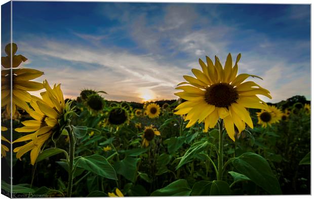 Sunflower Field  Sunset Canvas Print by Kevin Browne