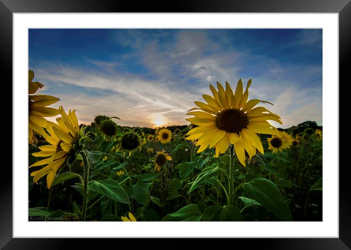 Sunflower Field  Sunset Framed Mounted Print by Kevin Browne