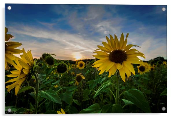 Sunflower Field  Sunset Acrylic by Kevin Browne