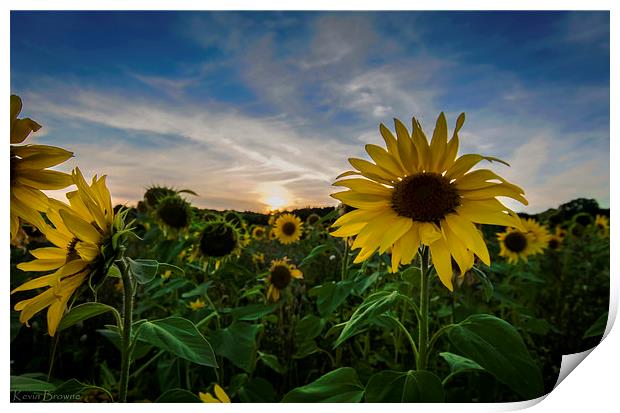 Sunflower Field  Sunset Print by Kevin Browne