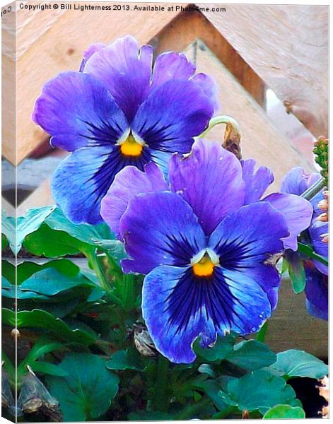Pansies showing signs of attack ! Canvas Print by Bill Lighterness