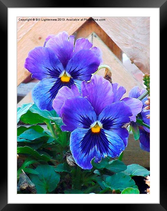 Pansies showing signs of attack ! Framed Mounted Print by Bill Lighterness