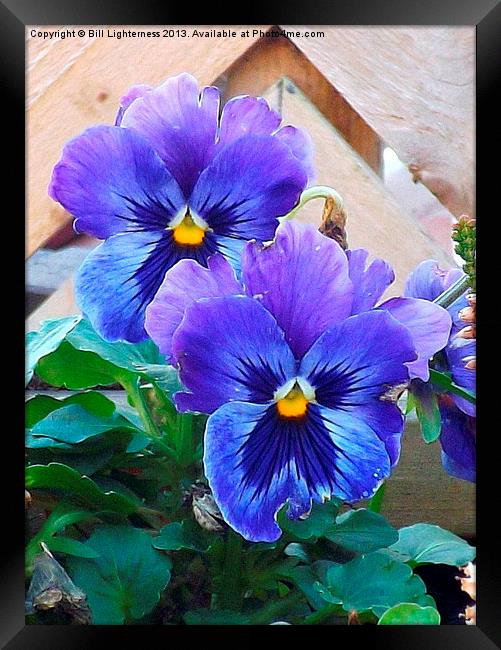 Pansies showing signs of attack ! Framed Print by Bill Lighterness