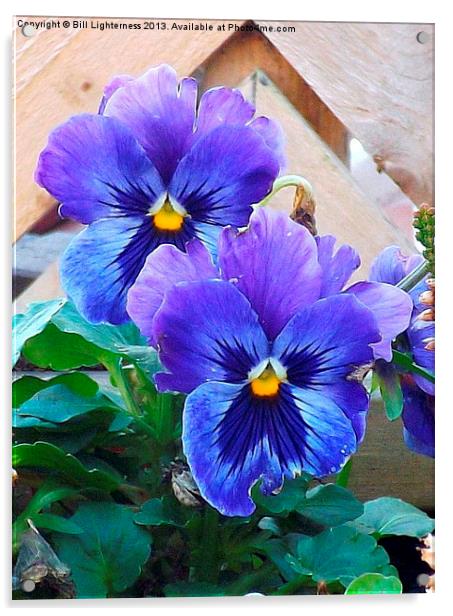 Pansies showing signs of attack ! Acrylic by Bill Lighterness