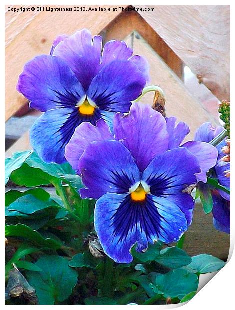 Pansies showing signs of attack ! Print by Bill Lighterness