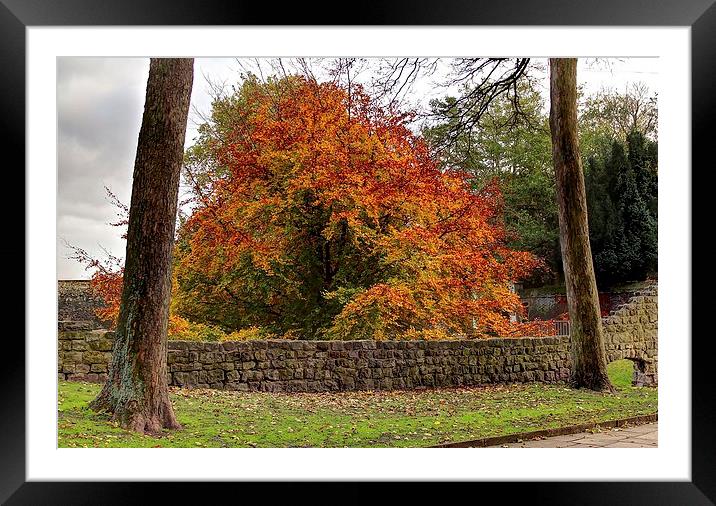 Autumn Colour by the castle. Framed Mounted Print by Robert Cane