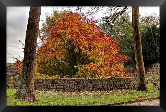 Autumn Colour by the castle. Framed Print by Robert Cane