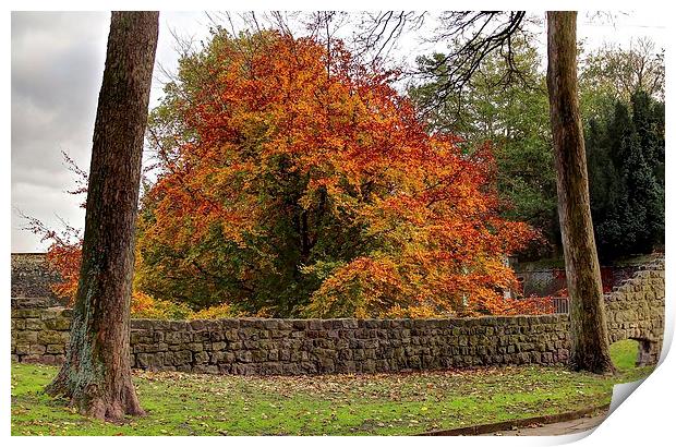 Autumn Colour by the castle. Print by Robert Cane