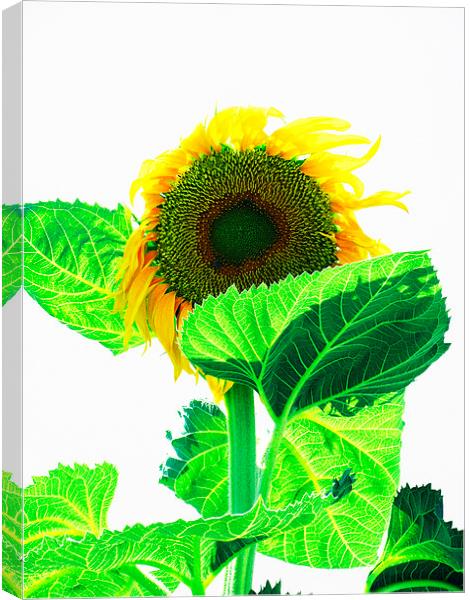 Sunflower Canvas Print by Steve Outram