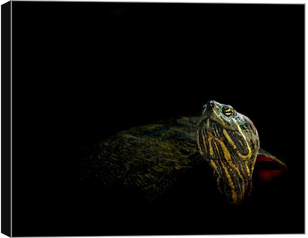 Swamp Turtle Canvas Print by Bryan Olesen