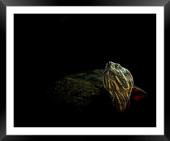Swamp Turtle Framed Mounted Print by Bryan Olesen