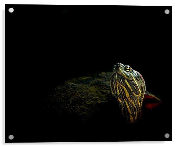 Swamp Turtle Acrylic by Bryan Olesen