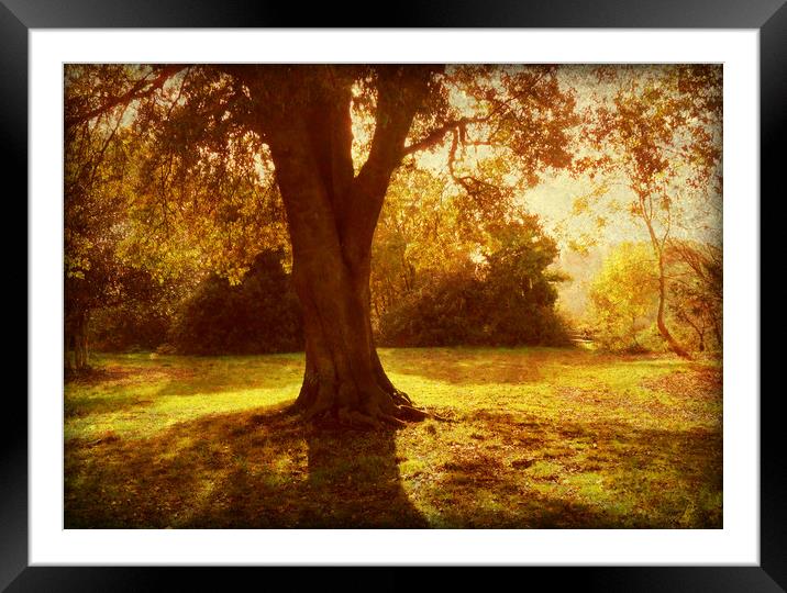 A Pleasant Place to Sit. Framed Mounted Print by Heather Goodwin