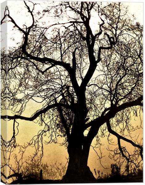 Silhouetted Tree Canvas Print by Fraser Hetherington
