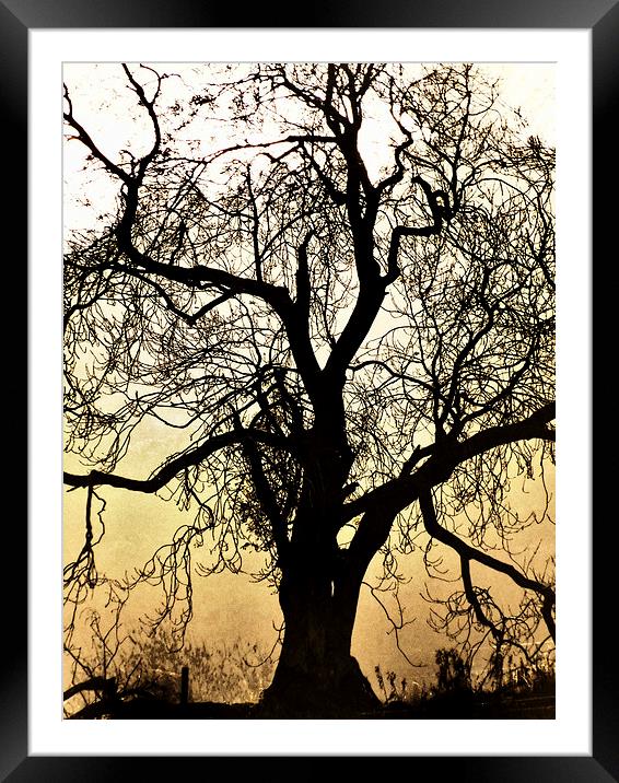 Silhouetted Tree Framed Mounted Print by Fraser Hetherington