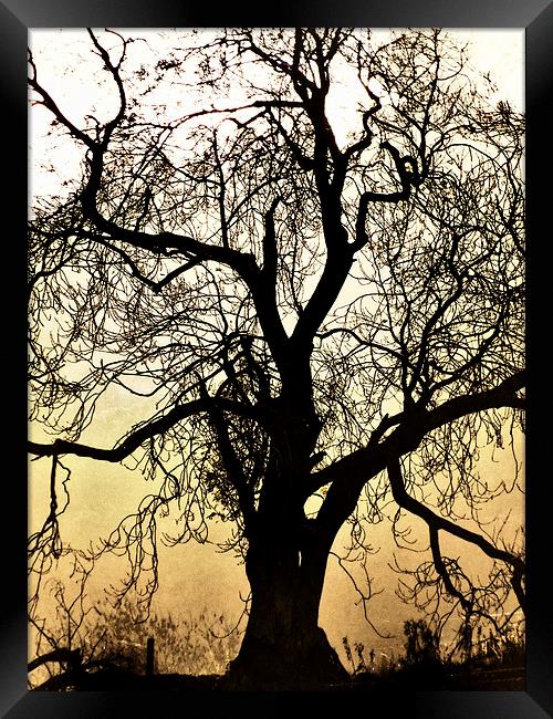 Silhouetted Tree Framed Print by Fraser Hetherington
