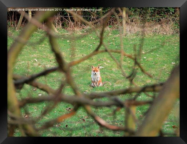Mr Fox on Guard Framed Print by Elizabeth Debenham