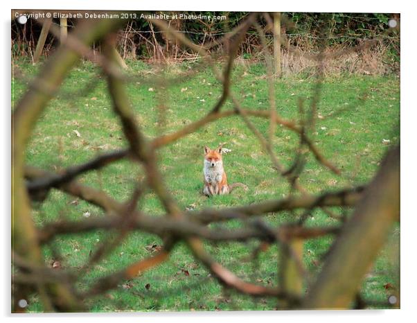 Mr Fox on Guard Acrylic by Elizabeth Debenham