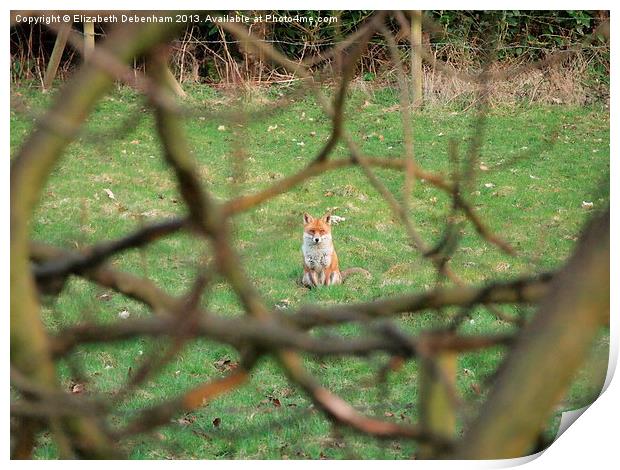 Mr Fox on Guard Print by Elizabeth Debenham