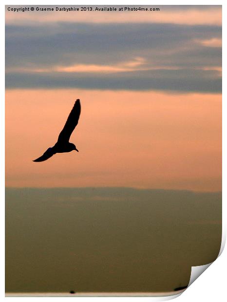 Single Gull Print by Graeme Darbyshire