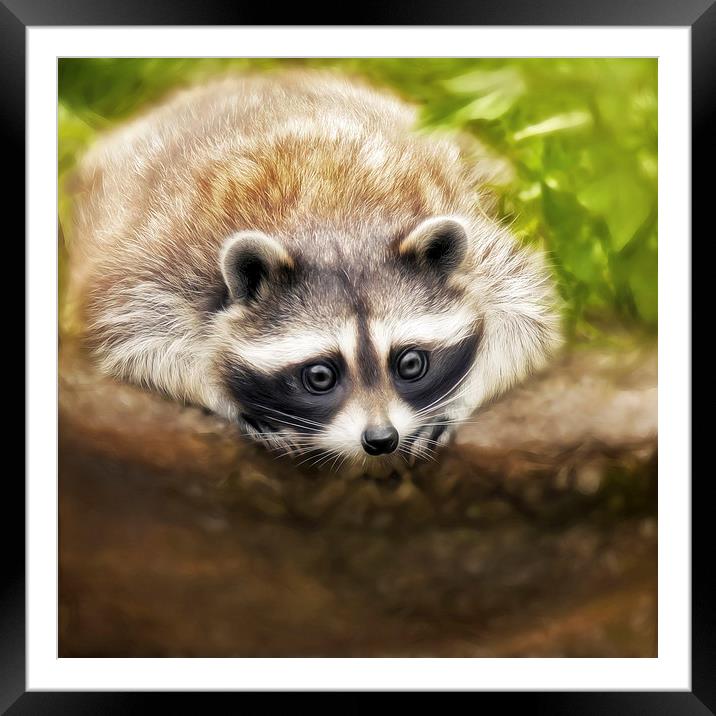 jonny the cute raccoon Framed Mounted Print by Silvio Schoisswohl
