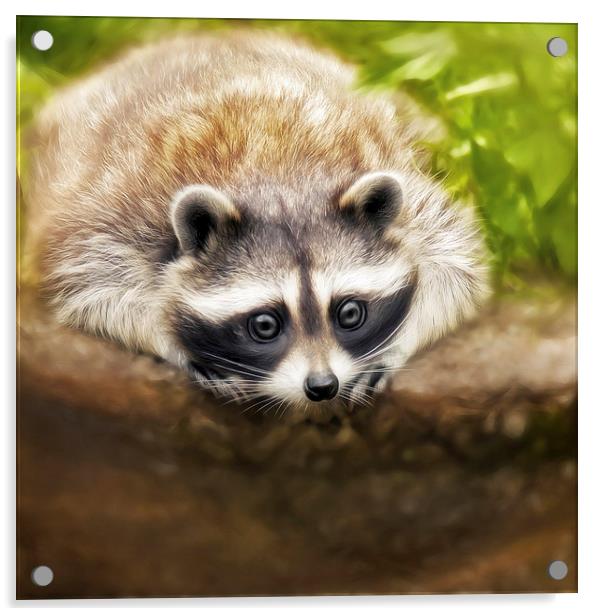jonny the cute raccoon Acrylic by Silvio Schoisswohl