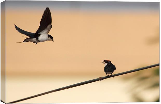 Wire-tailed Swallow Canvas Print by Bhagwat Tavri