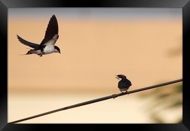 Wire-tailed Swallow Framed Print by Bhagwat Tavri
