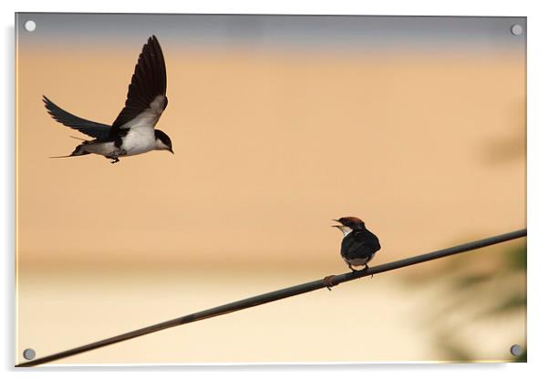 Wire-tailed Swallow Acrylic by Bhagwat Tavri