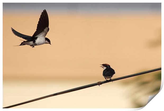 Wire-tailed Swallow Print by Bhagwat Tavri