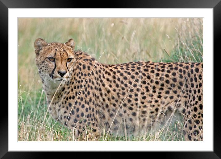 Cheetah in the Grass Framed Mounted Print by Rachel & Martin Pics