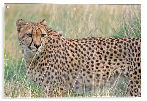 Cheetah in the Grass Acrylic by Rachel & Martin Pics