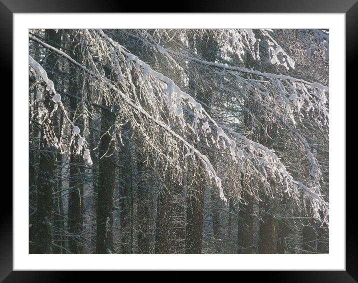 Snow Falling off Larches Framed Mounted Print by Jennifer Henderson