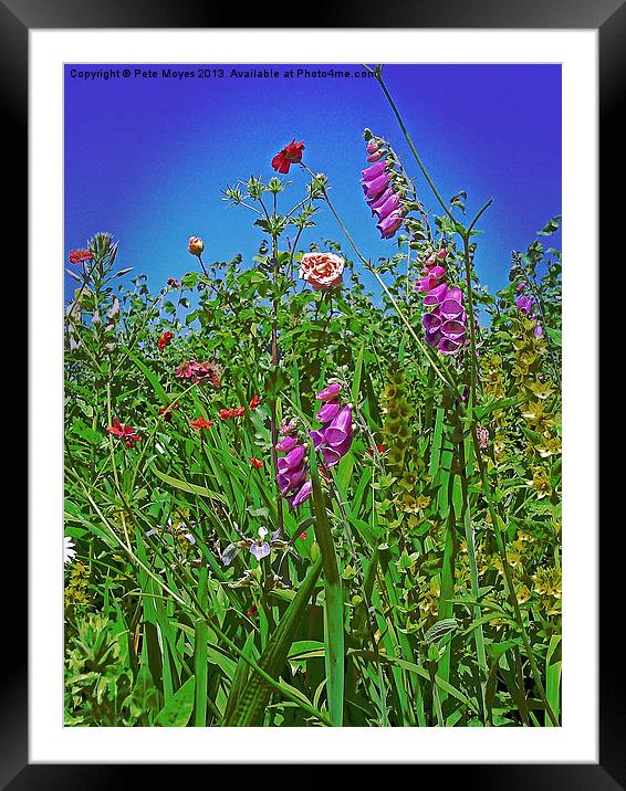 Hedgerow Flowers Framed Mounted Print by Pete Moyes