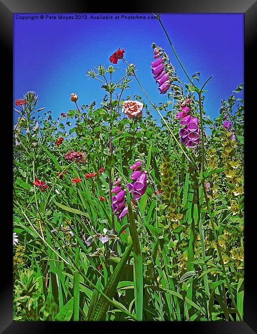 Hedgerow Flowers Framed Print by Pete Moyes