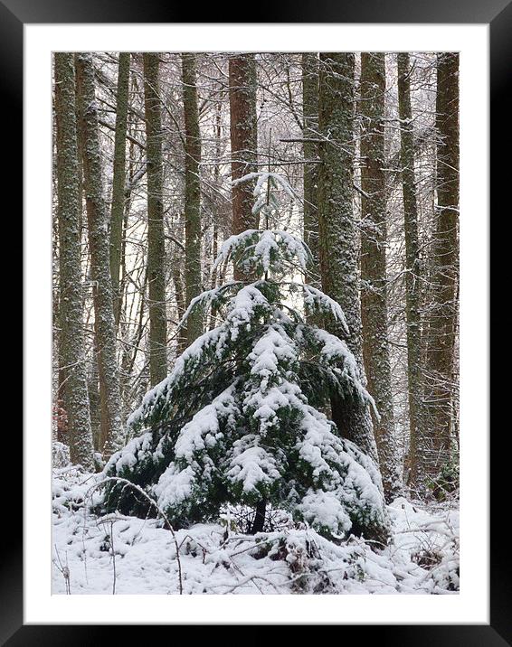 Oh Christmas Tree Framed Mounted Print by Jennifer Henderson