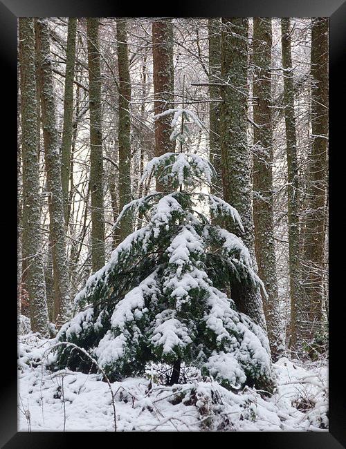 Oh Christmas Tree Framed Print by Jennifer Henderson