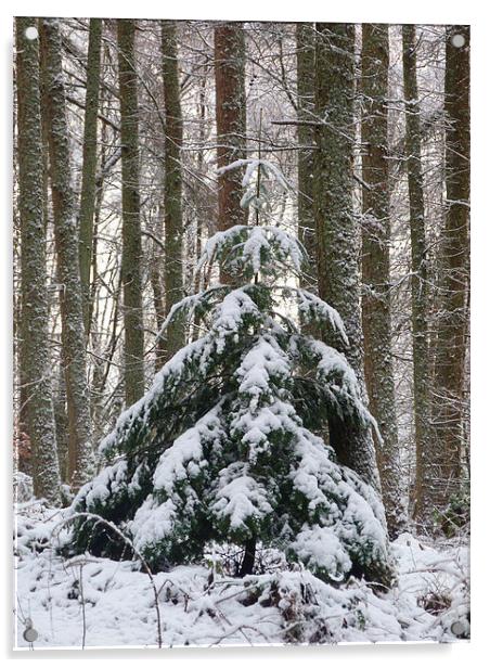 Oh Christmas Tree Acrylic by Jennifer Henderson