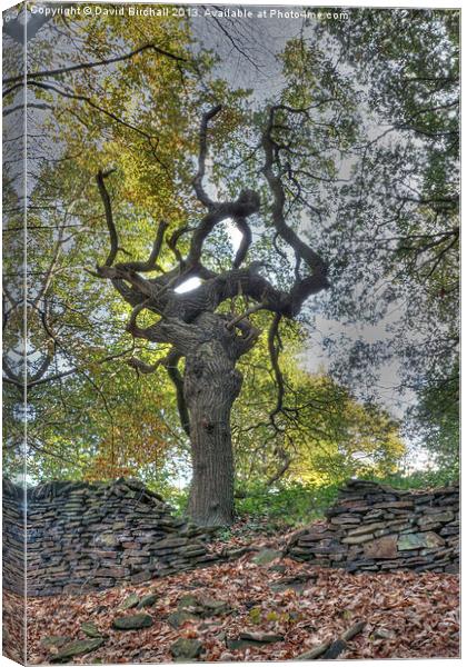 The Witches Tree Canvas Print by David Birchall