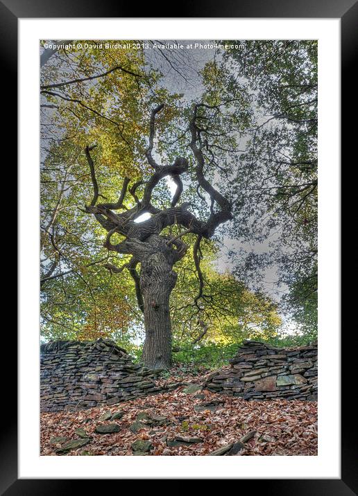 The Witches Tree Framed Mounted Print by David Birchall