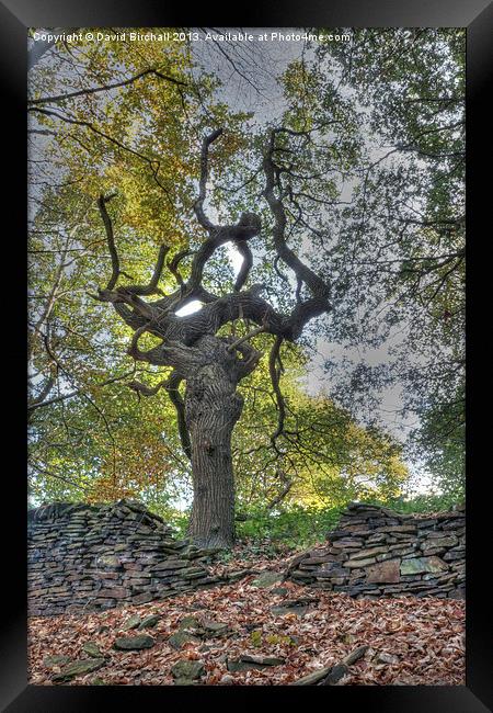 The Witches Tree Framed Print by David Birchall
