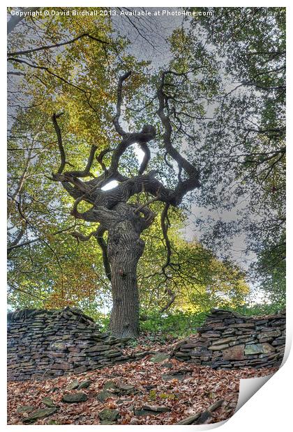 The Witches Tree Print by David Birchall