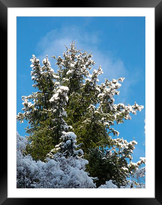Winter Trees Framed Mounted Print by Jennifer Henderson