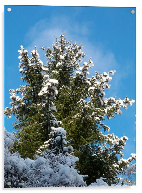 Winter Trees Acrylic by Jennifer Henderson