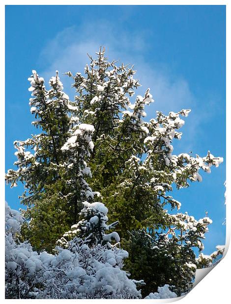 Winter Trees Print by Jennifer Henderson
