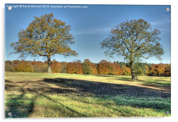 Mighty English Oaks, Derbyshire Acrylic by David Birchall