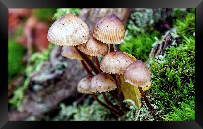 Fungi Framed Print by Thanet Photos