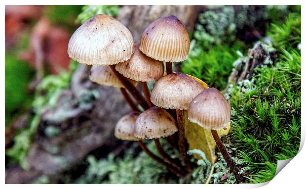 Fungi Print by Thanet Photos